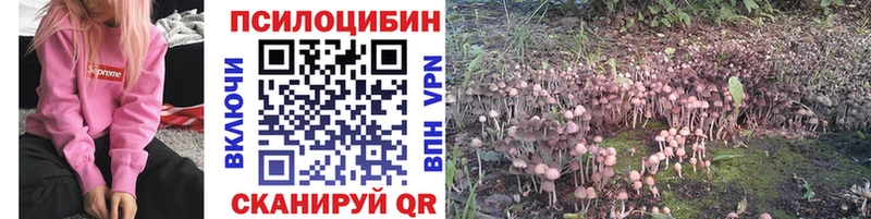 Псилоцибиновые грибы Psilocybe  Купить закладки  Киселёвск 